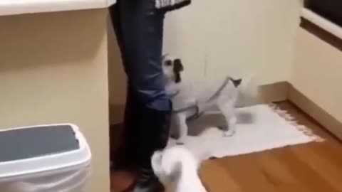 Funniest Cats and Dogs Videos Compilation