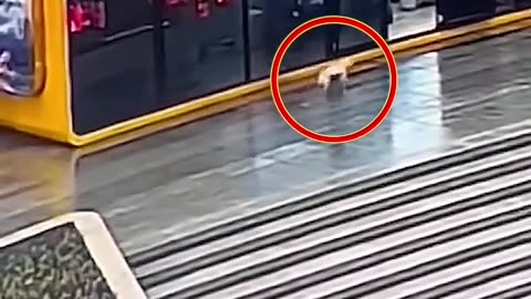 Lost Dog's Emotional Reunion with Owner Caught on Camera!
