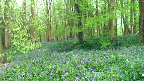 Beautiful english Woodland at Bluebell time