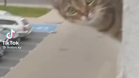 funny Cat - Saying Hai