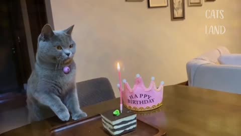 Funny Happy Birthday cat!!