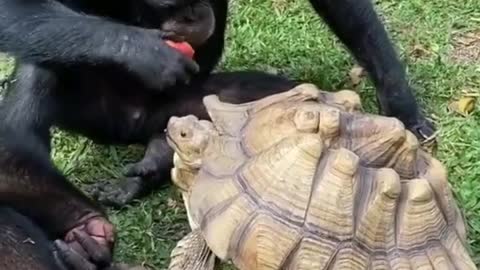When monkey gives turtle an apple🦧