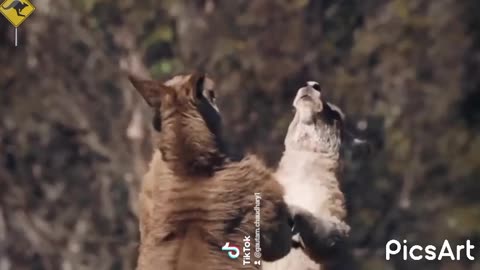 Kangaroo Fights 🦘🦘🦘