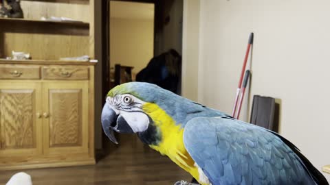Charley the macaw saying bye as Laura leaves.