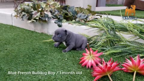 FRENCH BullDog cute puppy 2months old