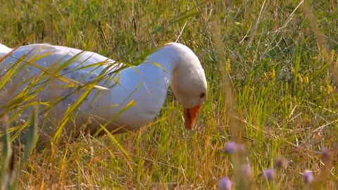 Ducks Eating Grass video | duck's video | discovery nature videos | amazing similar ducks videos