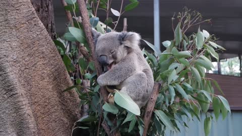 See a Koala scratch yawn and sleep