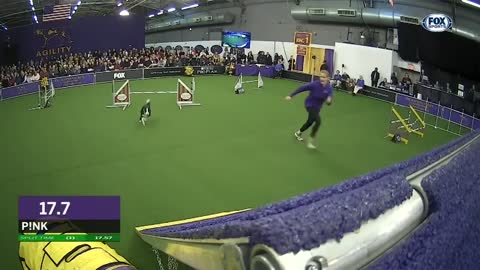 Le Border Collie Agility