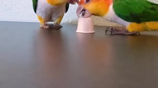 Parrot shows that Solving the puzzle isn’t the only way to obtain the nut