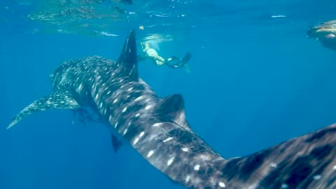 Whale shark walking through the sea