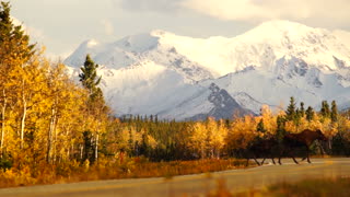 Moose Crossing