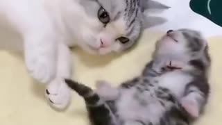 mommy cat hugs baby kitten having a nightmare..so cute