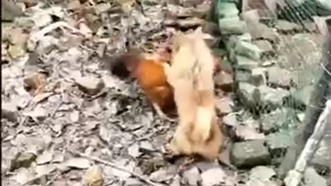 Chickens Vs Doggs