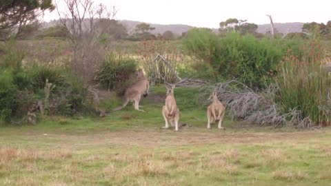 Fighting kangaroos in Tasmania