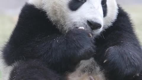 A giant panda that can only eat