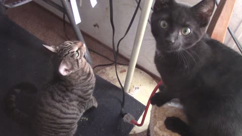 SADIE and RASTUS playing and being cute and silly cats