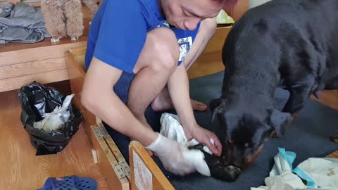 The process of helping puppies to be born