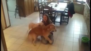 Golden Retrievers enthusiastically welcome home owner