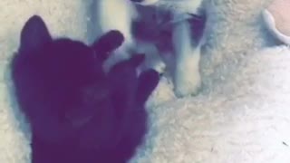 Black cat and small husky play fighting with each other