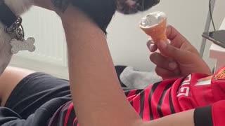 Dog tries ice cream for the first time