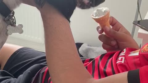 Dog tries ice cream for the first time