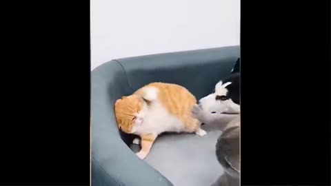 Funny cat