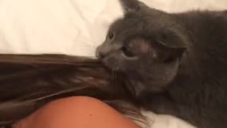 Kitty Turns Teeth Into Hairbrush