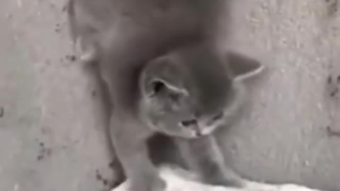 Cutes baby cat Funny videos
