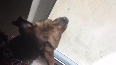 Brown dog red scarf gets too excited going outside runs into screen door