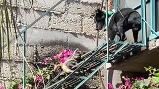 Iguana Chases Dog off Stairs