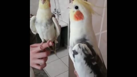 A cute parrot flirting with his girlfriend, a most funny viral video