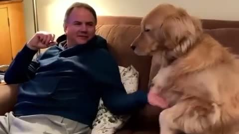 Golden Retriever Dog Asking for some Dose Of Love