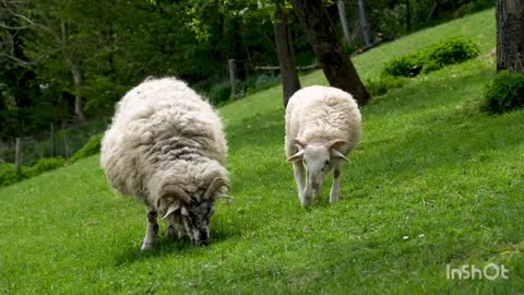 sheep jumping into the river-sheep walk 🐑-fight their animals -sheep