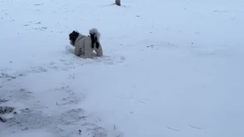 Yorkipoo Loves to Rub His Face in the Snow
