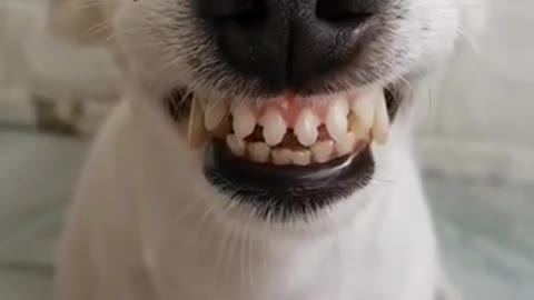 Funny Laughing Dog With Fake Teeth