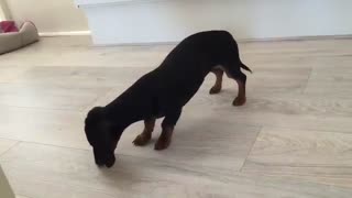 Cachorro descubre un insecto y enloquece completamente