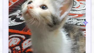 Cute Stray Kittens For Adoption (KL Selangor Malaysia)