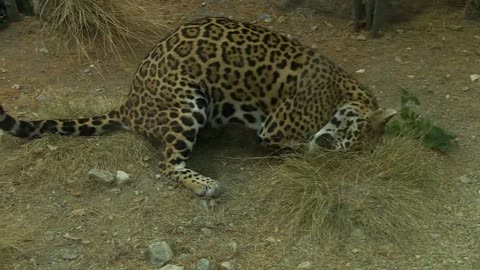 ¿A los gatos grandes también les gusta la hierba gatuna?