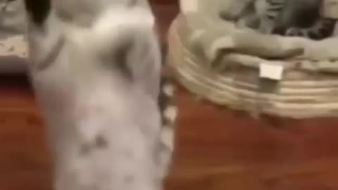 🙀🙀See how this cat is dancing 🙀🙀