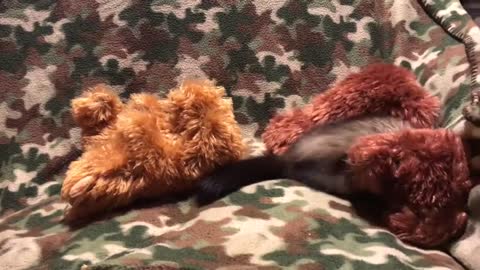 Just a clip of a ferret and teddy Bears