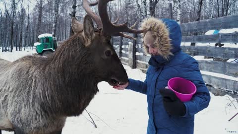 Young woman and deer in the winter forest. Woman feeds deer