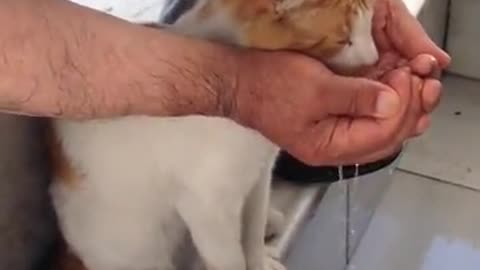 A man helps a cat drink water