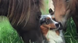 Herding dog spends quality time with horses