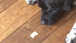 Black dog can't lick cheese off wood floor