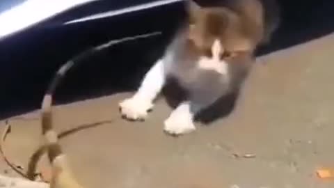 Funny pets on Tiktok