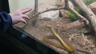 Snake talk