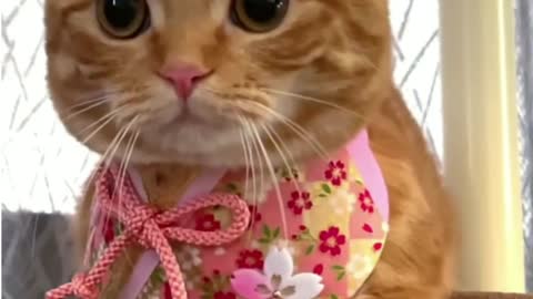 Cute baby cats funny videos cute baby cats