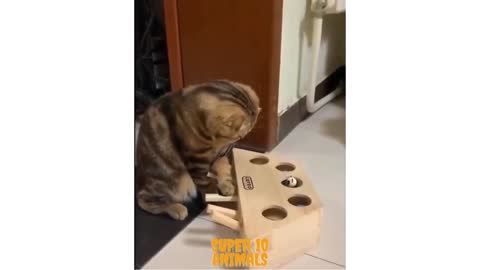 Suprised cat playing alone