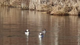 Buffleheads