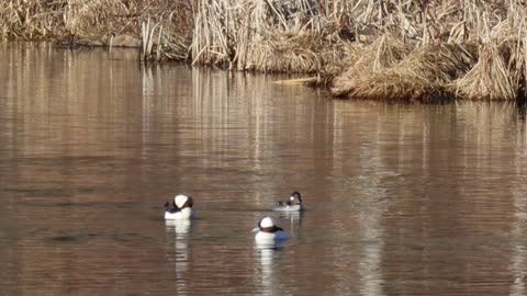 Buffleheads